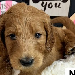 Girl 3- Neppie - Red  Goldendoodle puppy in Douglasville, Georgia from Poodles & Doodles by Design