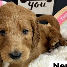 Girl 3- Neppie - Red  Goldendoodle puppy in Douglasville, Georgia from Poodles & Doodles by Design