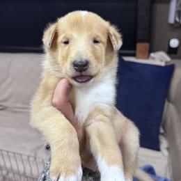 Lutz - Sable merle and white male Collie puppy in Bennett, Colorado from CYNDELLA COLLIES