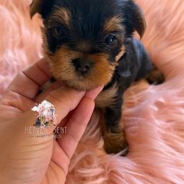 Poppy - Black and tan female Yorkshire Terrier puppy in Riverside, California from Heaven_sent_toy_yorkies