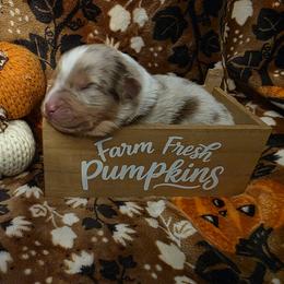 Bat - Red merle male Australian Shepherd puppy in Albany, Oregon from Red Cloud Australian Shepherds and DeGray Great Danes & Bulldogs