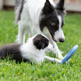 Border Collie Puppies from High Point Border Collies