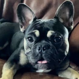 French Bulldogs from Puddletown Frenchies