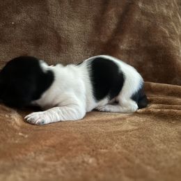 Dachshund Puppies from Tabatha’s Miniature Dreams