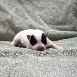 Female 2 - Blue speckled female Australian Cattle Dog puppy in Concrete, Washington from Back Country Australian Cattle dogs