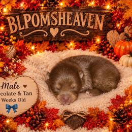 Draco - Chocolate and tan male Pomeranian puppy in Buckeye, Arizona from BL Poms Heaven
