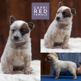 Capri - Red mottled female Australian Cattle Dog puppy in Gatlinburg, Tennessee from Greenbrier