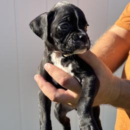 Morticia - Fawn female Boxer puppy in Ocala, Florida from Bowers Boxers