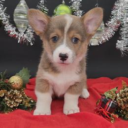 German Shepherd and Pembroke Welsh Corgi Puppies from J&R Shepherds & Corgis