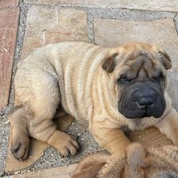 Girl 1 - Red fawn female Chinese Shar-Pei puppy in Fairfield, Texas from Majesty SharPei