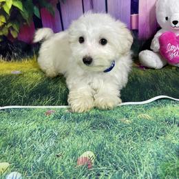 Olly - White and tan male Morkie puppy in Davie, Florida from Sweet Peluditos