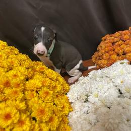 Santino - White and seal male Italian Greyhound puppy in Lancaster, Missouri from White Stone Ranch