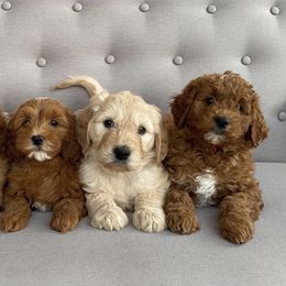 Goldendoodle Puppies from Doodle Bliss