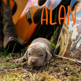 Alan - Silver gray male Weimaraner puppy in Talking Rock, Georgia from North Georgia Weims