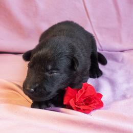 Black Collar Girl - Black female German Shepherd puppy in Oxford, Arkansas from Atlas Shepherds