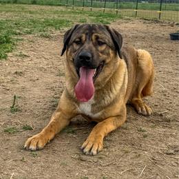 Anatolian Shepherd Dog puppies from 4D Cattle Dogs