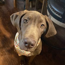 Great Dane Puppies from Phoenix Family Danes