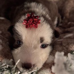 Purple color - Panda female German Shepherd puppy in Marion, Ohio from Legacy K9’s