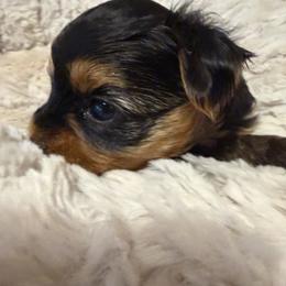 Dior - Black and tan male Yorkshire Terrier puppy in Dublin, California from Michelle’s Yorkies