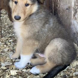 Fonzi - Sable and white male Collie puppy in Yulee, Florida from Three Collie Farm