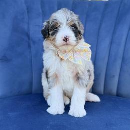 Cordelia - Blue merle female Bernedoodle puppy in Bellville, Ohio from Bernedoodle Buddies