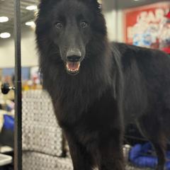 Belgian Sheepdogs from Kimberly Perry
