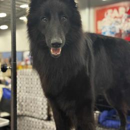 Belgian Sheepdogs from Kimberly Perry
