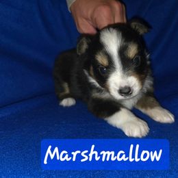 Marshmallow - Black tri male Toy Australian Shepherd puppy in Forney, Texas from Texas Talent Toy Aussie's