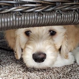 Double Doodles from Katie's Golden Mountain Doodles