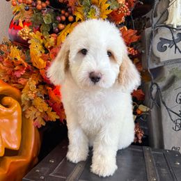 White boy - White male Bernedoodle puppy in Modesto, California from Two Doods Doodles
