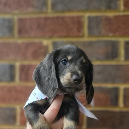 Dachshund Puppies from Royal Dackel Haus