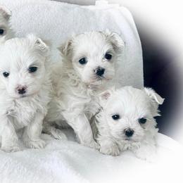 Maltese Puppies from Rockin Rivers AKC Maltese & Malshi's