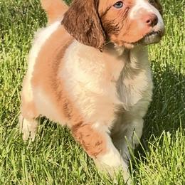 Illa girl 3 - Orange and white female Brittany puppy in Floyd Knobs, Indiana from Cross Creek Brittanys