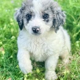 Charlie - Blue merle male Aussiedoodle puppy in Eastman, Georgia from Dood B Ranch