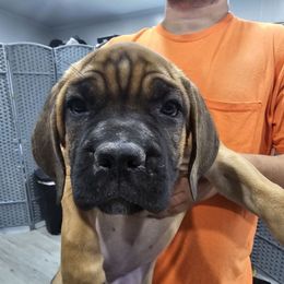 Light Pink Collar Girl - AKC and ICCF - Fawn female Cane Corso puppy in Gorman, Texas from McOmber Country Kennels