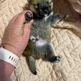 Jax - Red male Shiba Inu puppy in Tamarac, Florida from The Queen of Shibas