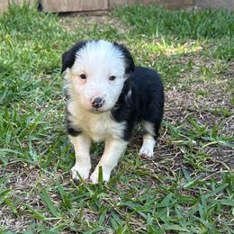 Sua - Black and white female Border Collie puppy in Mckinney, Texas from Border Collies of Ruidoso