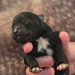 Dante - Black male Pomeranian puppy in Gun Barrel City, Texas from Petite Poms