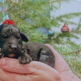 Girl 3 - Black and white female Aussiedoodle puppy in Yacolt, Washington from Aussiedoodles by Maggie