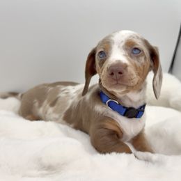 Toby - Dapple male Dachshund puppy in Goodyear, Arizona from AZ Royal Doxies llc