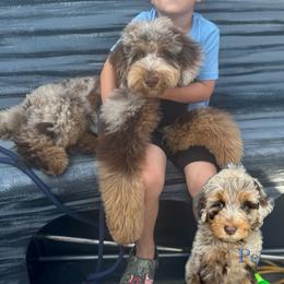 Aussiedoodle, Goldendoodle, and Poodle All Grown Up from North Florida Poodles and Doodles