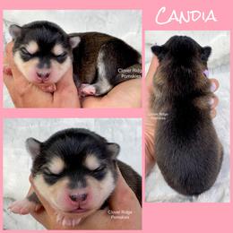 Candia - Black and white female Pomsky puppy in Sheffield, Iowa from Clover Ridge Pomskies