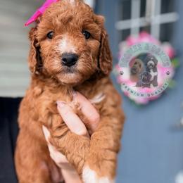 Breeze - Red  female Goldendoodle puppy in Marion, Ohio from Doodles & Doxies