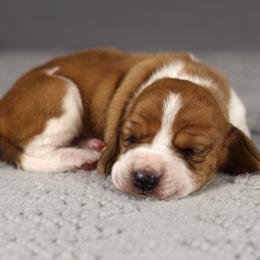Girl 1 - Blue tan and white female Basset Hound puppy in Idaho from Welcome Home Bassets
