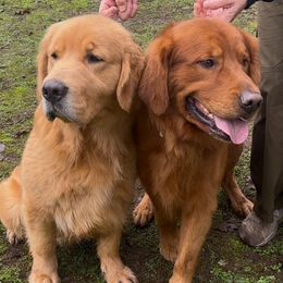 Girl 4 - Dark golden Golden Retriever puppy in Oregon City, Oregon from N.W. Mountain Retrievers