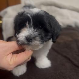 Anise - Black and white female Havanese puppy in Chaska, Minnesota from Happy Paws Havanese