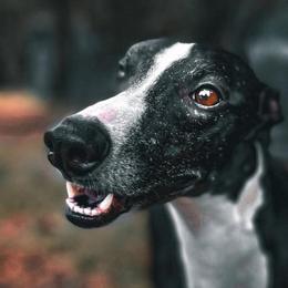 Goblin - Whippet