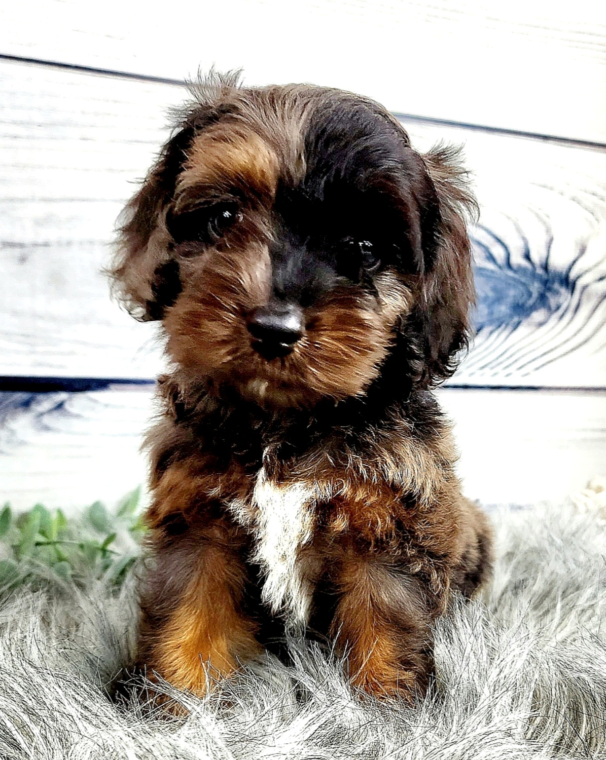 Bernedoodles, Cavapoos, Cockapoos, Goldendoodles, Havapoos, and Poodles from Farquharson's Poodles&Doodles
