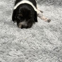 Copper - Piebald male Dachshund puppy in Mansfield, Missouri from Owens Farm