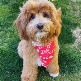Goldendoodle All Grown Up from Goldendoodle AZ